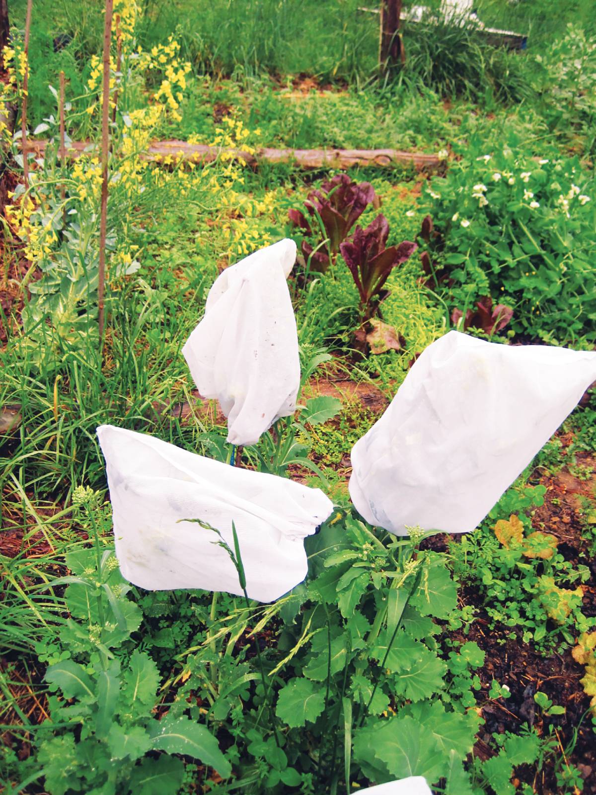 Can I Save Seeds for Next Year?  Mother Earth News